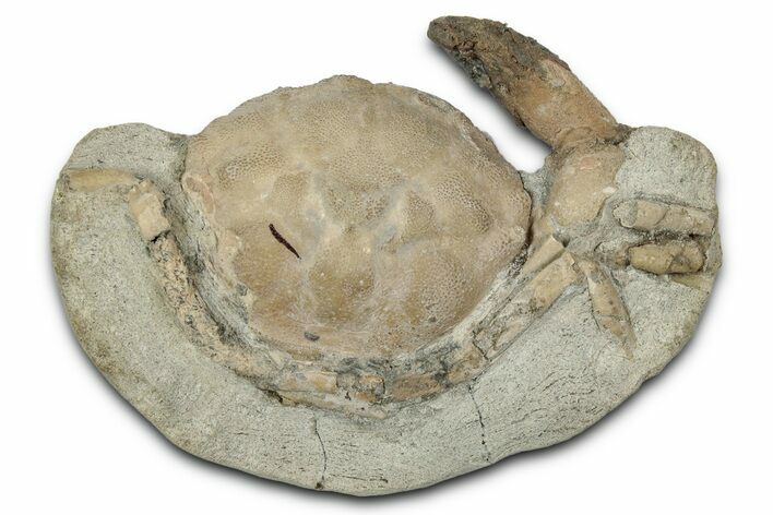 Eocene Fossil Crab (Pulalius) - Washington State #345523